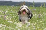 BEARDED COLLIE 066